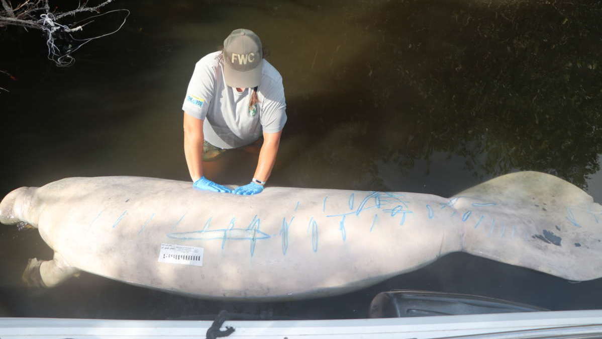 Saving starving manatees means saving this crucial lagoon habitat : NPR