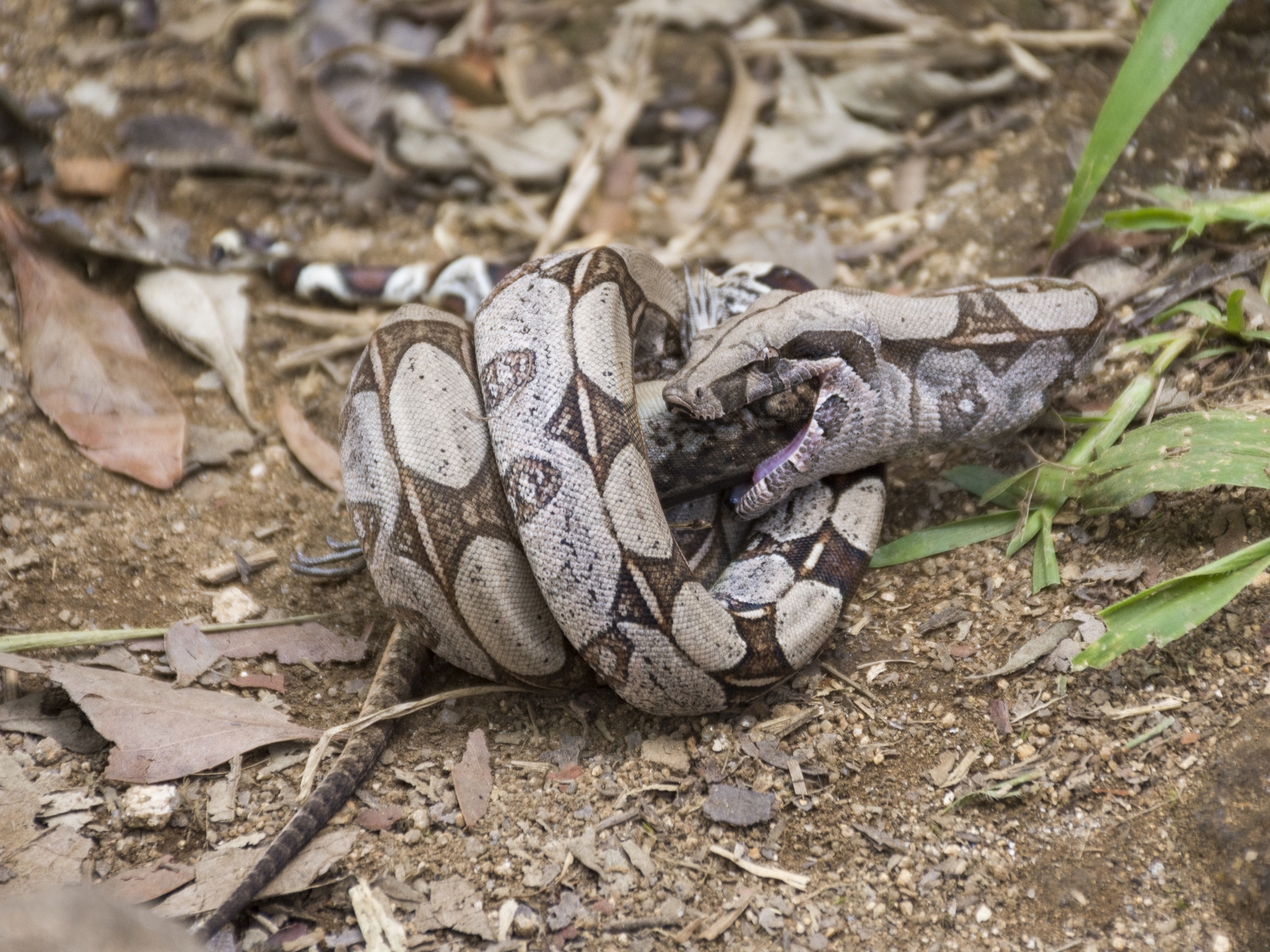 This trick keeps snakes from suffocating as they squeeze and swallow their prey