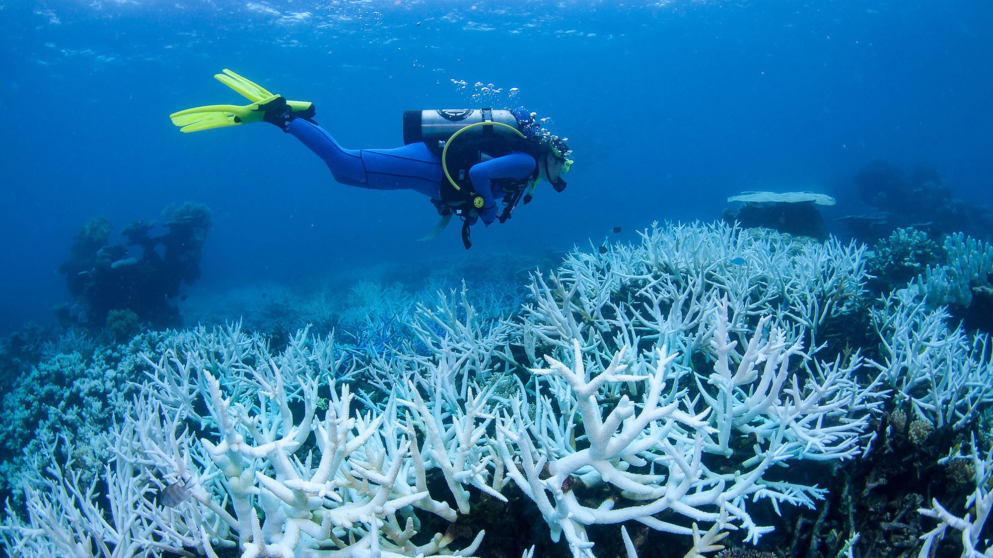 Australia's Great Barrier Reef is suffering mass coral bleaching : NPR - Vimarsana News