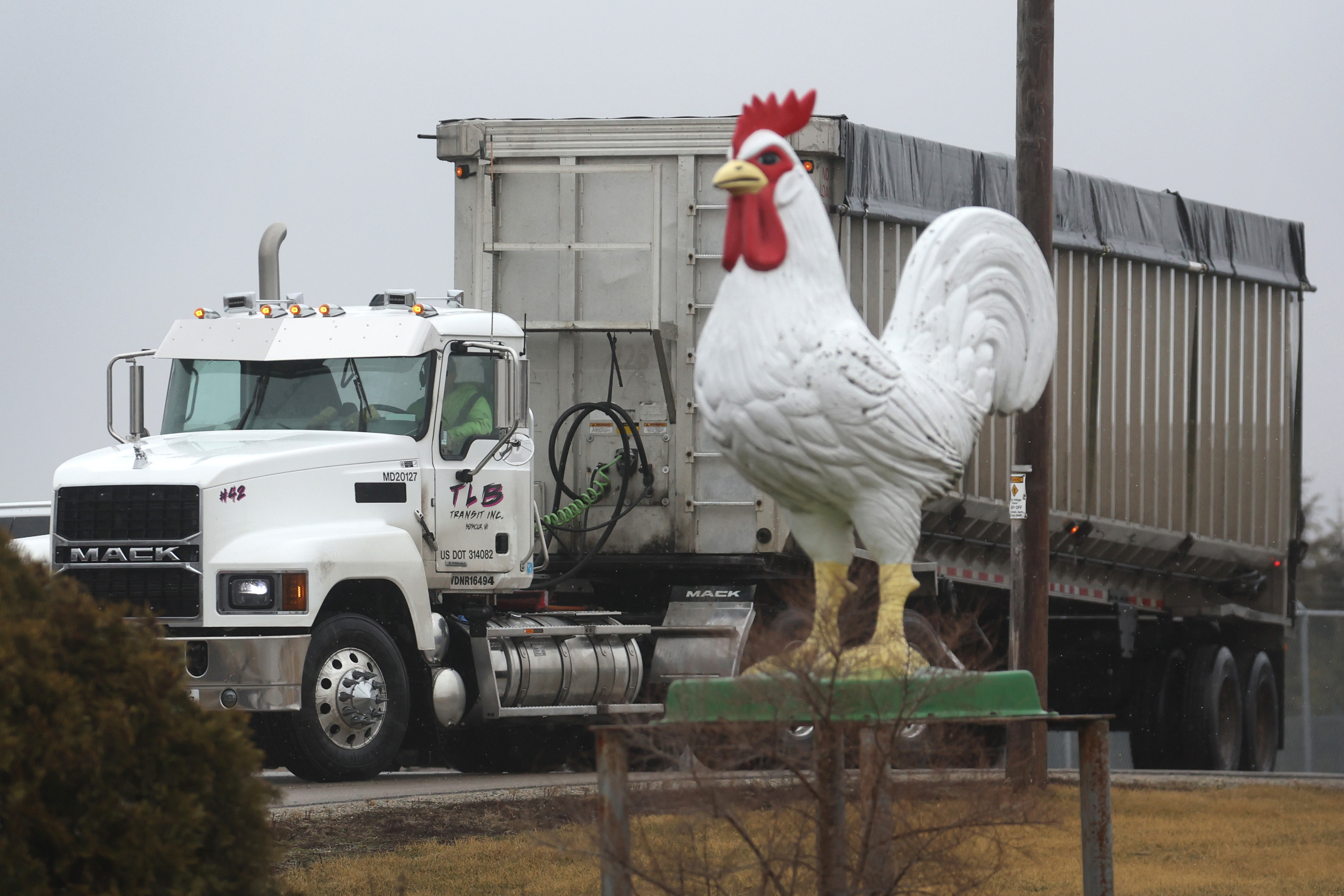 A truck drives out of a Wisconsin farm on Thursday where avian flu was detected, forcing the commercial egg producer to destroy more than 2.7 million chickens. (Getty Images)