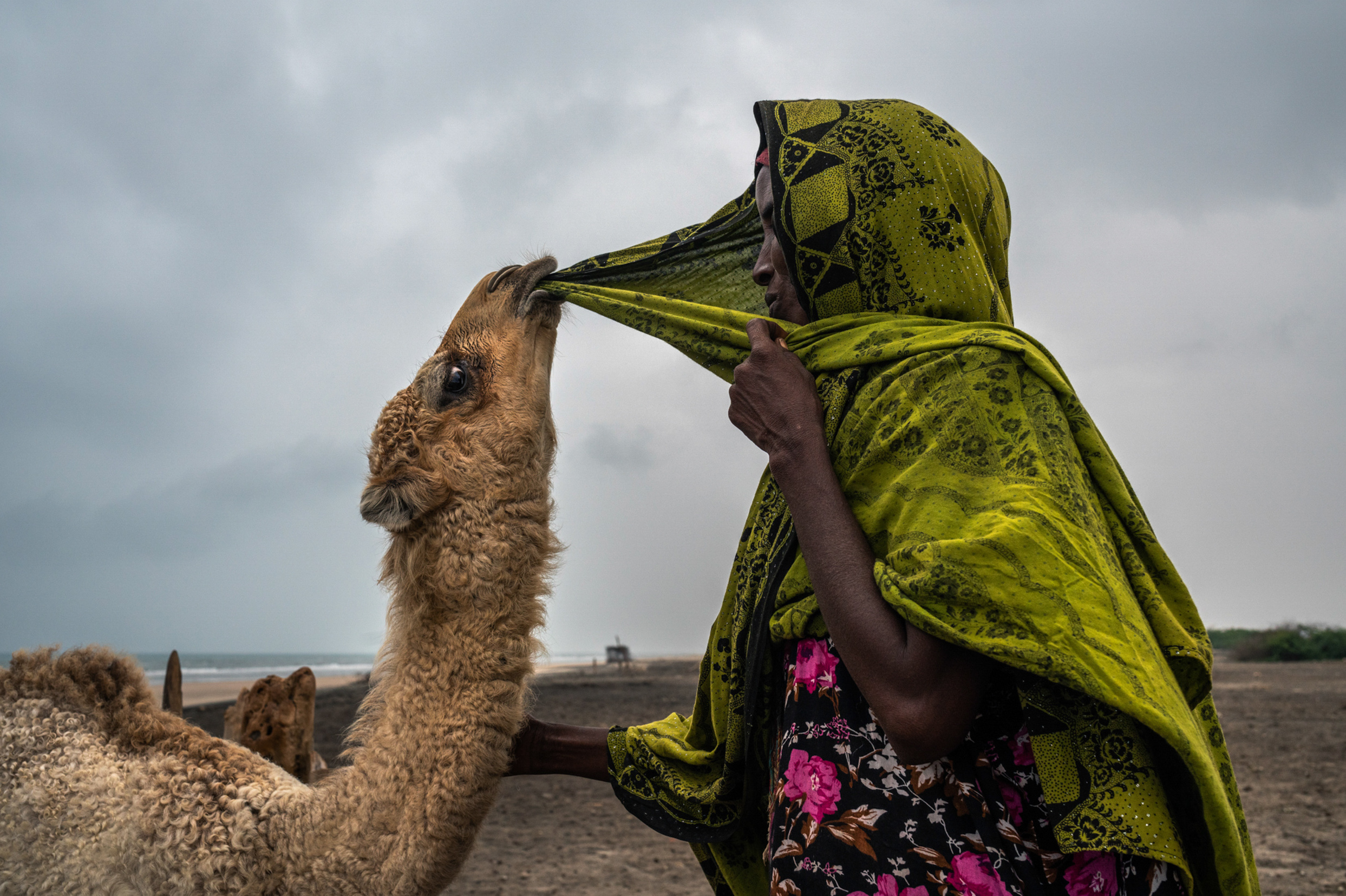 Baarud, a 5-month-old camel, playfully pulls at Aadar Mohamed's hijab in the village of Hiijinle, outside of Lughaya in northwest Somaliland on Dec. 10, 2019. (Nichole Sobecki)