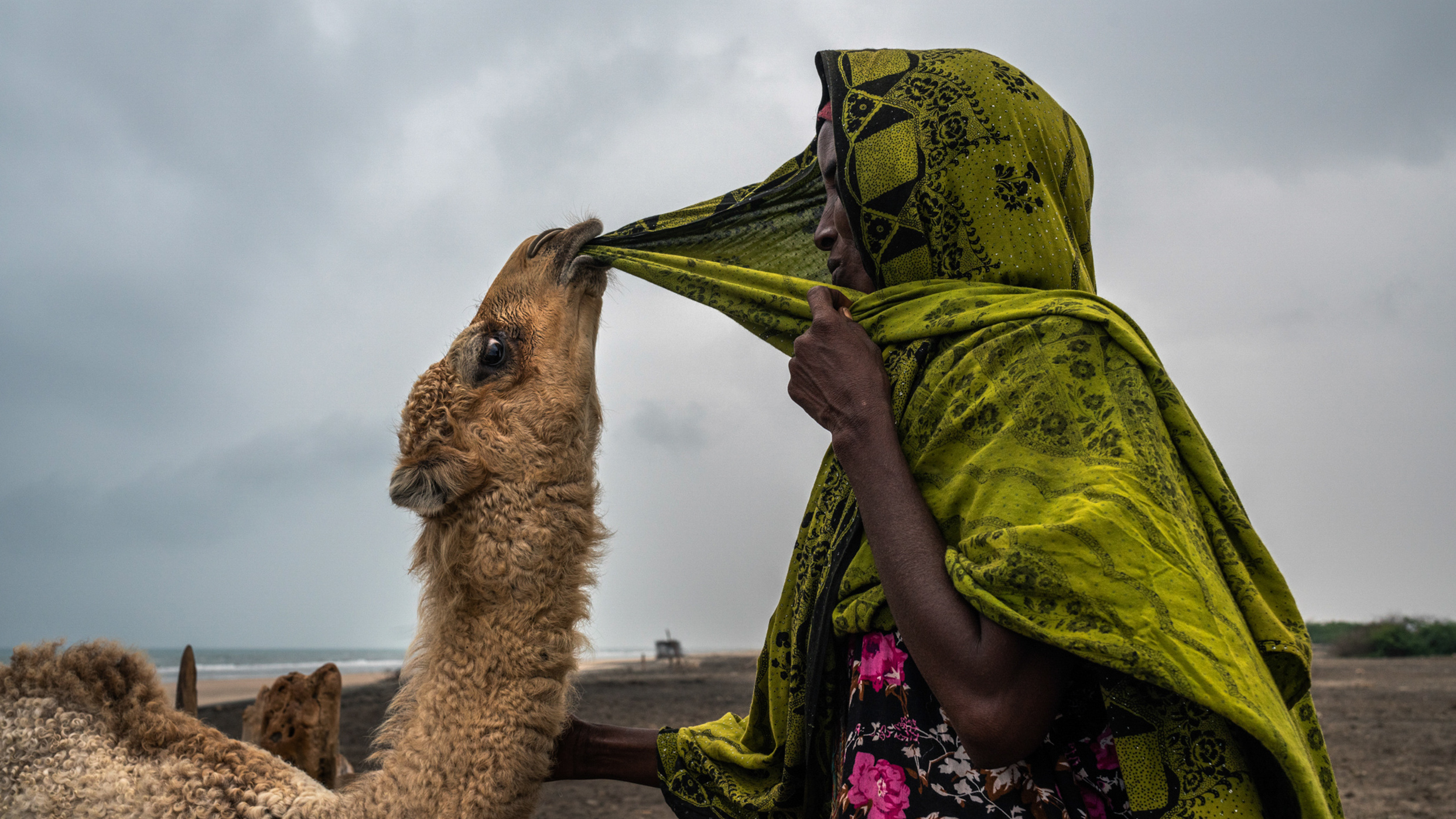 Baarud, a 5-month-old camel, playfully pulls at Aadar Mohamed