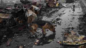 More than 300 dogs die of hunger and thirst in a Ukraine shelter