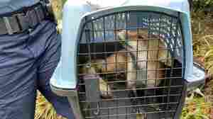 The fox responsible for biting people at the U.S. Capitol tests positive for rabies