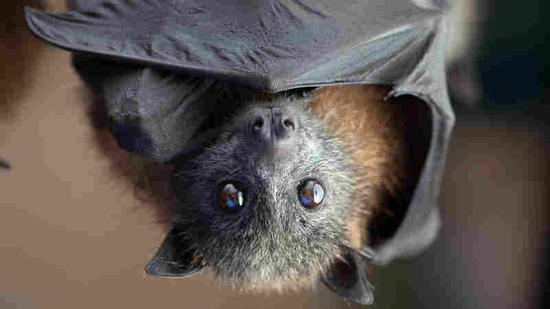 How green laws stop green projects