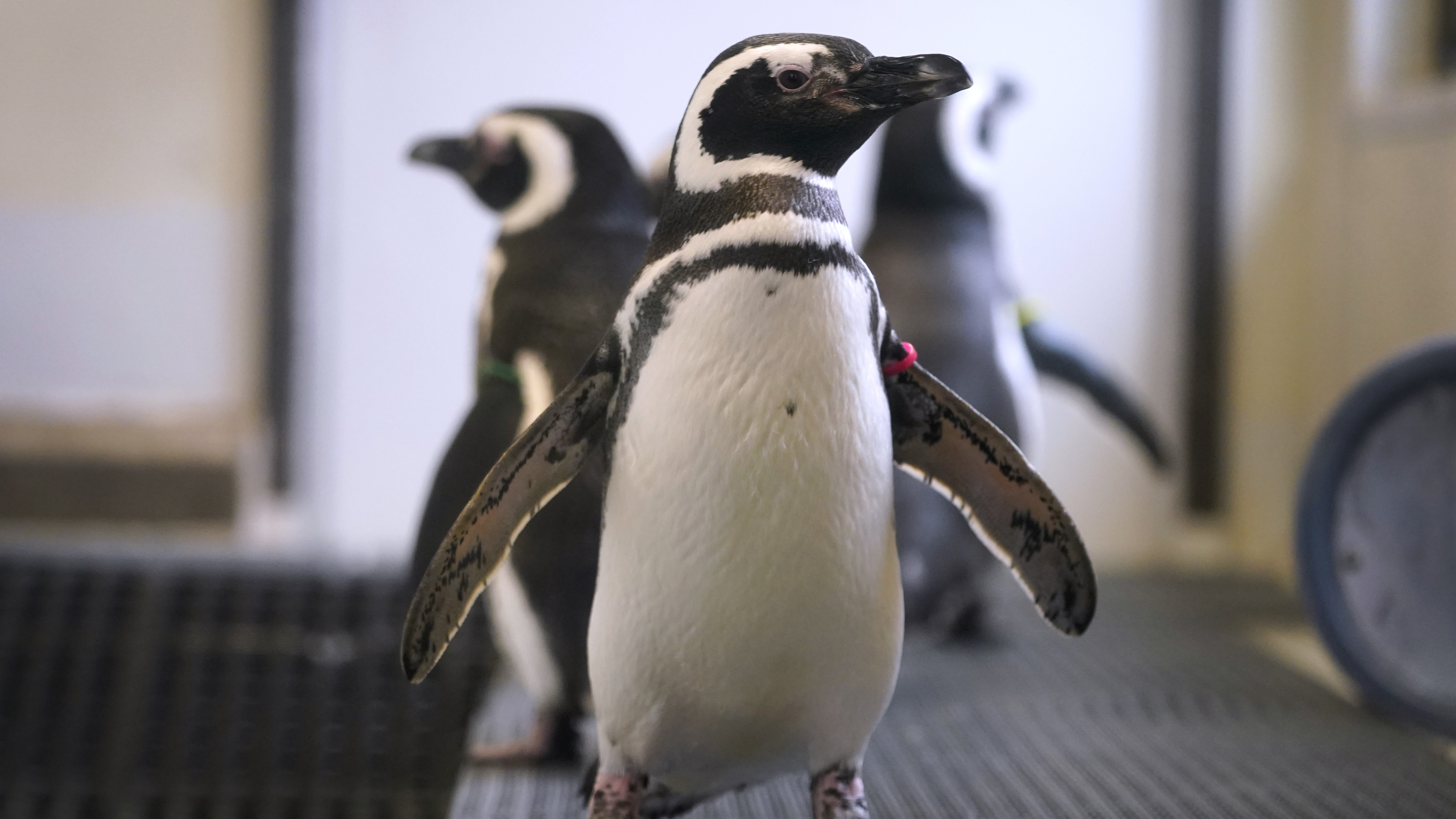 Zoos across North America are moving birds indoors to protect them from avian flu Zoos across North America are moving birds indoors to protect them from avian flu