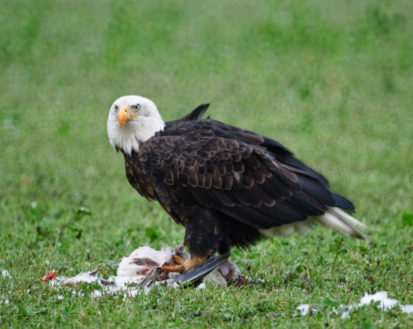Waterfowl and the raptors that dine on them, like this bald eagle and snow goose, have both been killed by the new bird flu virus. (Getty Images)