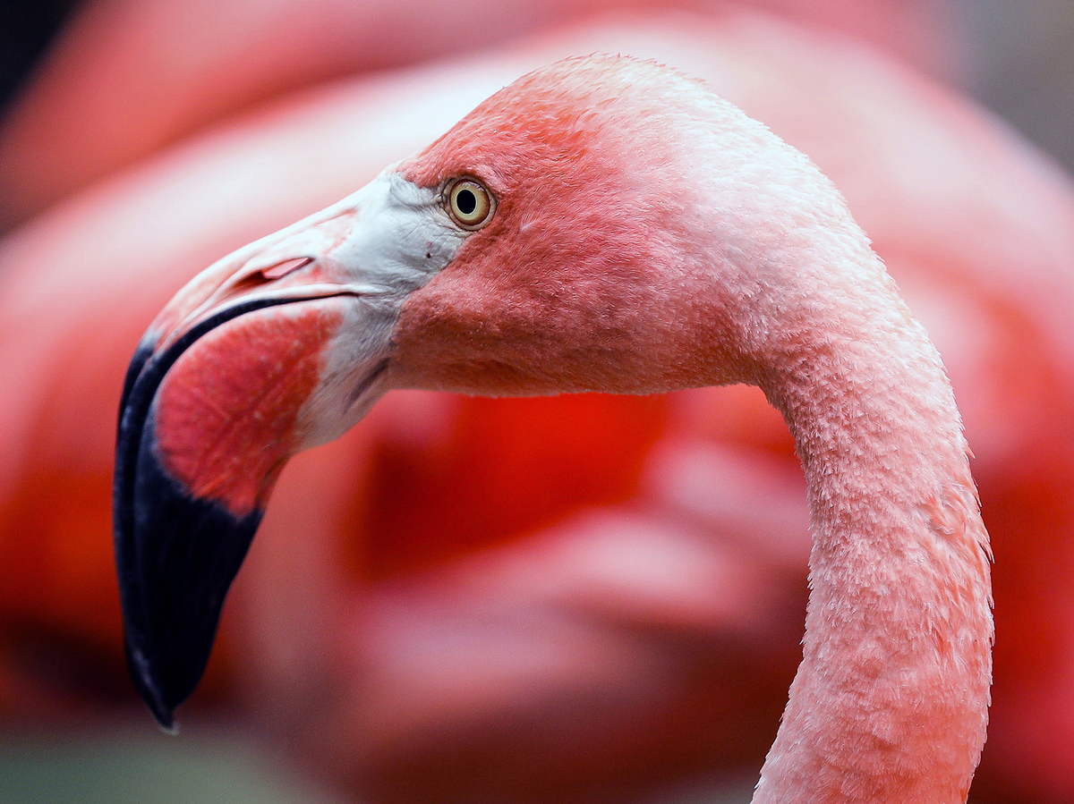 An image of a flamingo. This is not the flamingo that escaped from a Kansas zoo.