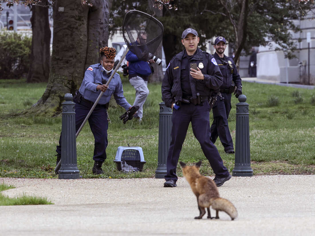 Can you adopt a fox in Ohio? Yes, but here's why you shouldn't