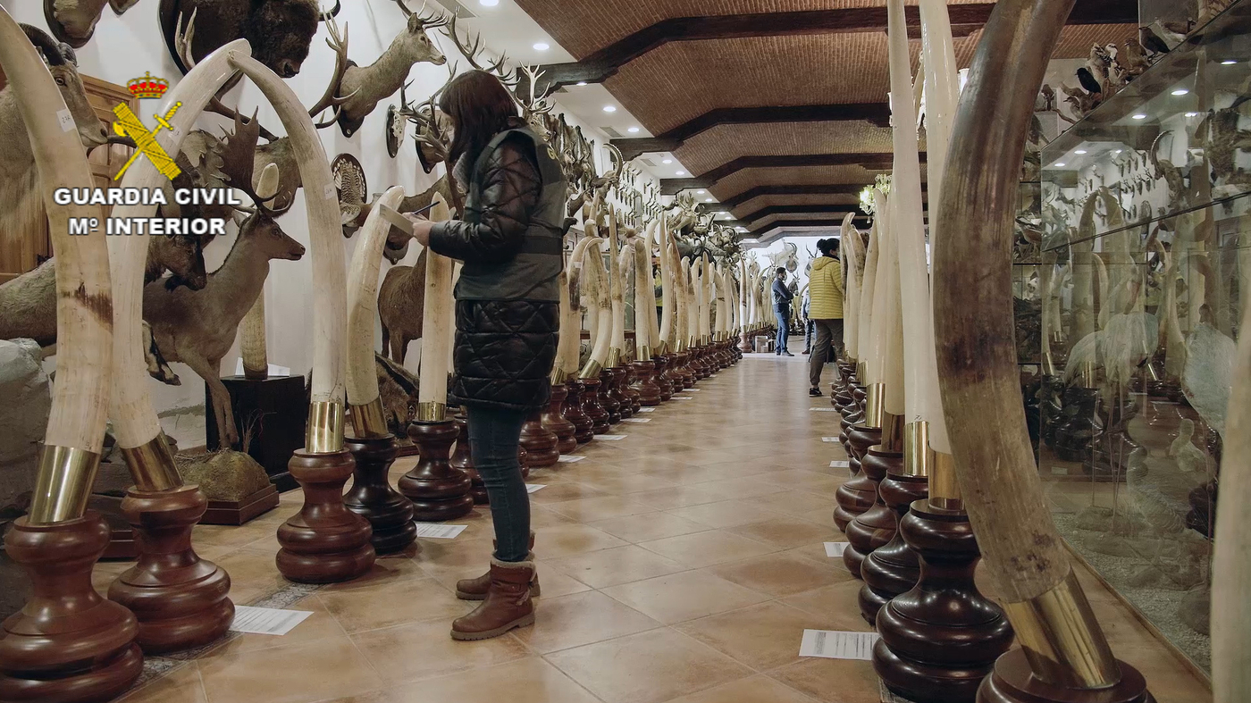 Spain investigates private taxidermy collection with more than 1,000