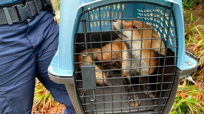 In D.C., Preventing Rabies After An Animal Encounter Can Cost More Than $15,000