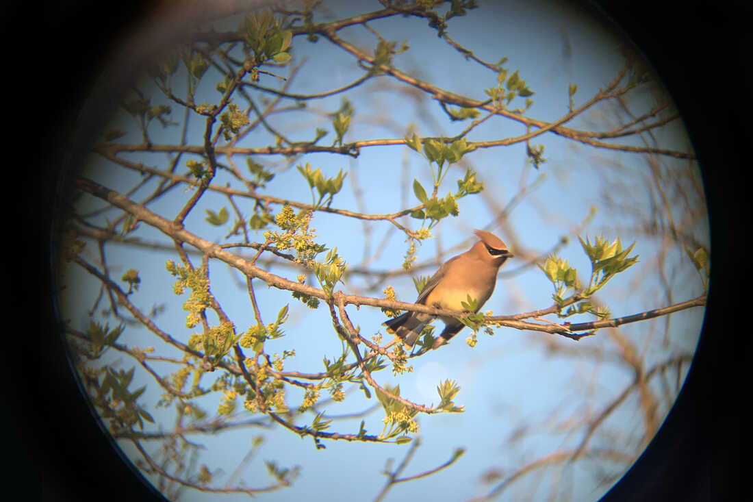 Easy Magic — Bird in Hand