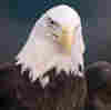 Bald eagles around the U.S. are contracting the bird flu