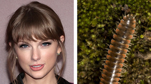 Taylor Swift was the inspiration for the name of a new millipede species