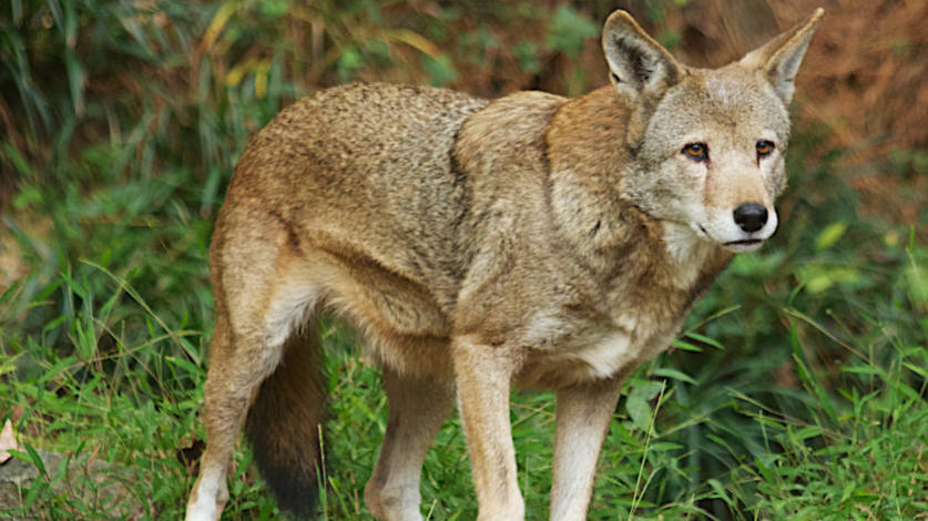 Check out this pawesome litter of endangered red wolf pups : NPR