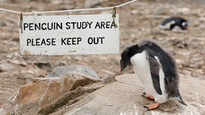 Antarctica's 'Penguin Post Office' is hiring