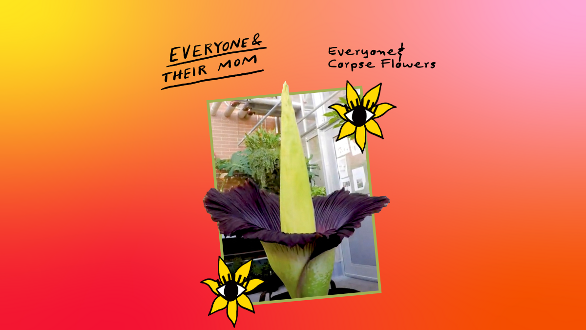Corpse flowers are blooming and smell like bad meat : Wait Wait... Don't Tell Me! : NPR - Vimarsana News
