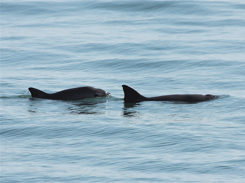 Researchers estimate there are only about 10 vaquita porpoises still living in Mexico's Gulf of California. (Semarnat/Flickr)