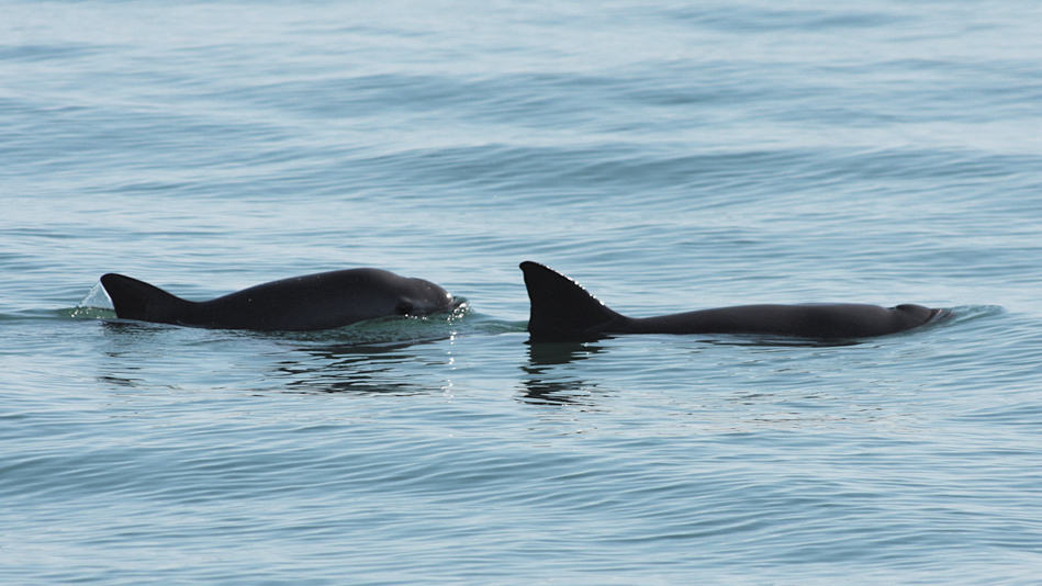 Inbreeding will not be the end of Mexico's endangered vaquita marina : NPR - Vimarsana News