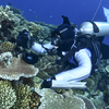 Australia says most Great Barrier Reef coral studied this year was bleached