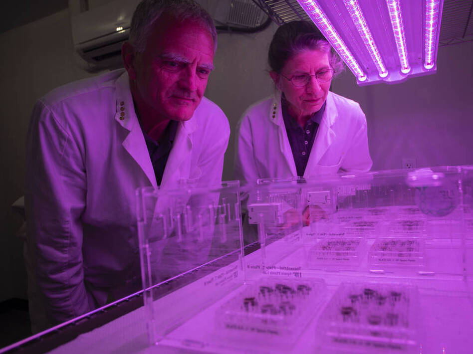 Researchers Robert Ferl and Anna-Lisa Paul. (Tyler Jones/UF/IFAS)
