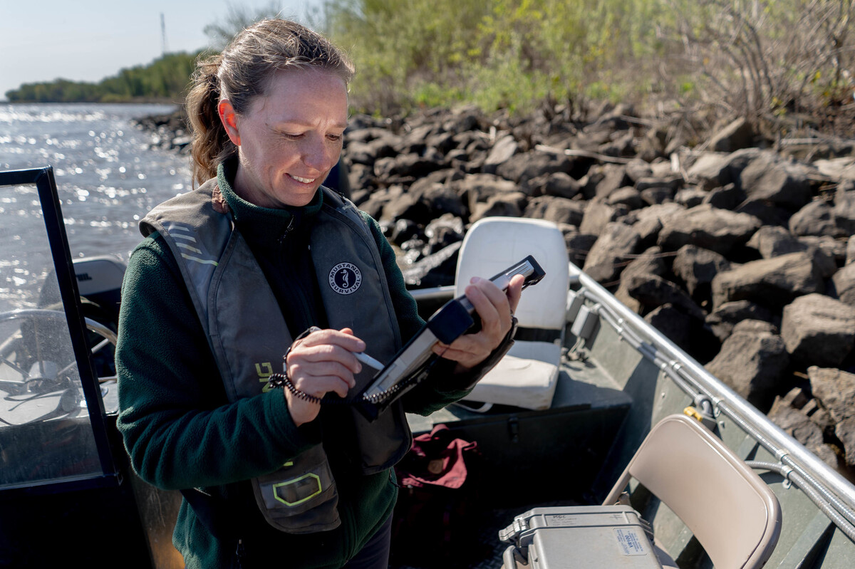 Scientists are tracking endangered lake sturgeon in the Mississippi