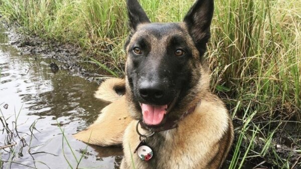 Eva the dog relaxes in a puddle in 2020.