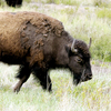 Native tribes celebrate Montana land ownership and bison range restoration