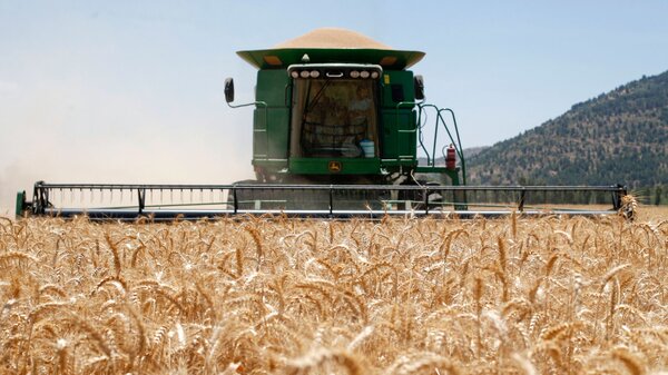 A  Combine harvesting machine reaps wheat in a field of the Hula valley near the town of Kiryat Shmona in the north of Israel on May 22, 2022. Wheat prices have soared in recent months, driven by the war in Ukraine and a crippling heat wave in India.