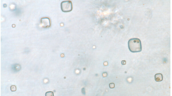 The shapes in this salt crystal are consistent with what would be expected for microorganisms.