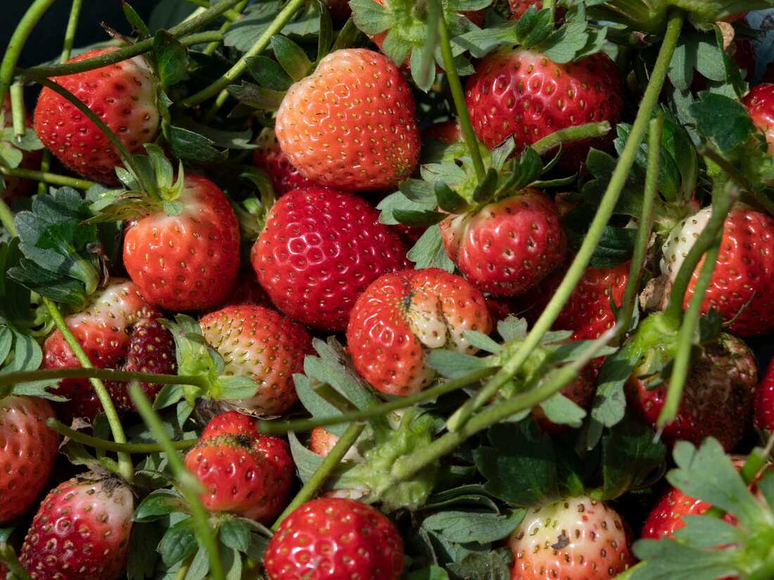 FDA investigates hepatitis A outbreak potentially linked to strawberries :  NPR