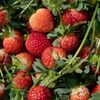 The FDA is investigating a hepatitis A outbreak potentially linked to strawberries