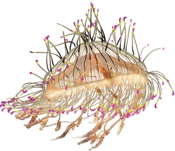 Flower Hat Jelly Olindias formosaSpecimen No. 246; bell is 2.5 inches across; Kamo Aquarium, Tsuruoka, Yamagata, Japan