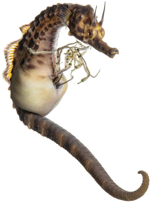 Pot-Bellied Seahorse Hippocampus abdominalis Specimen No. 70; male giving birth; 5.5 inches tall.