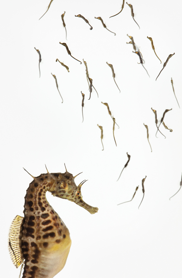 Pot-Bellied Seahorse Hippocampus abdominalis Specimen No. 72; male; hatchlings are 0.75 inch overall length; Seahorse World, Beauty Point, Tasmania, Australia