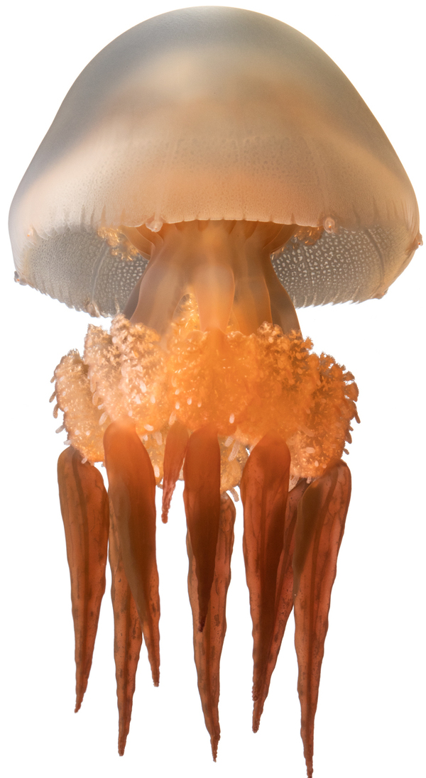 Scyphozoan Jellyfish Rhopilema sp. Specimen No. 256; 3.5 inches overall length; Kamo Aquarium, Tsuruoka, Yamagata, Japan