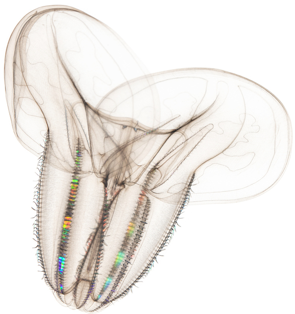 Comb Jelly Bolinopsis infundibulum Specimen No. 258; 2.5 inches overall length; Kamo Aquarium, Tsuruoka, Yamagata, Japan