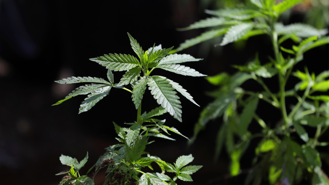 Image of post: D.C. lawmakers pass a bill that would ban firing employees for failed marijuana tests