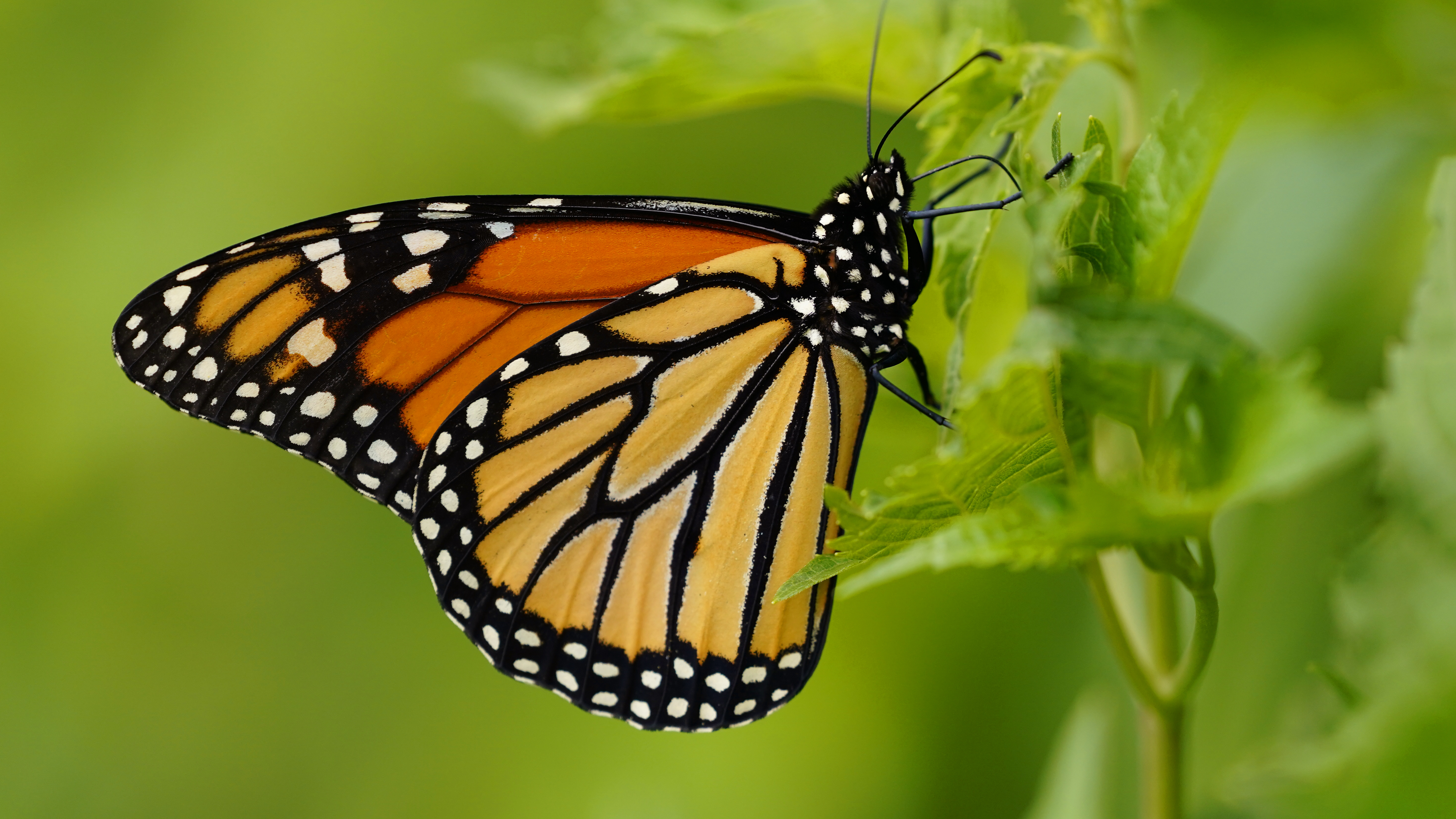 U.S. House passes a major wildlife conservation spending bill U.S. House passes a major wildlife conservation spending bill