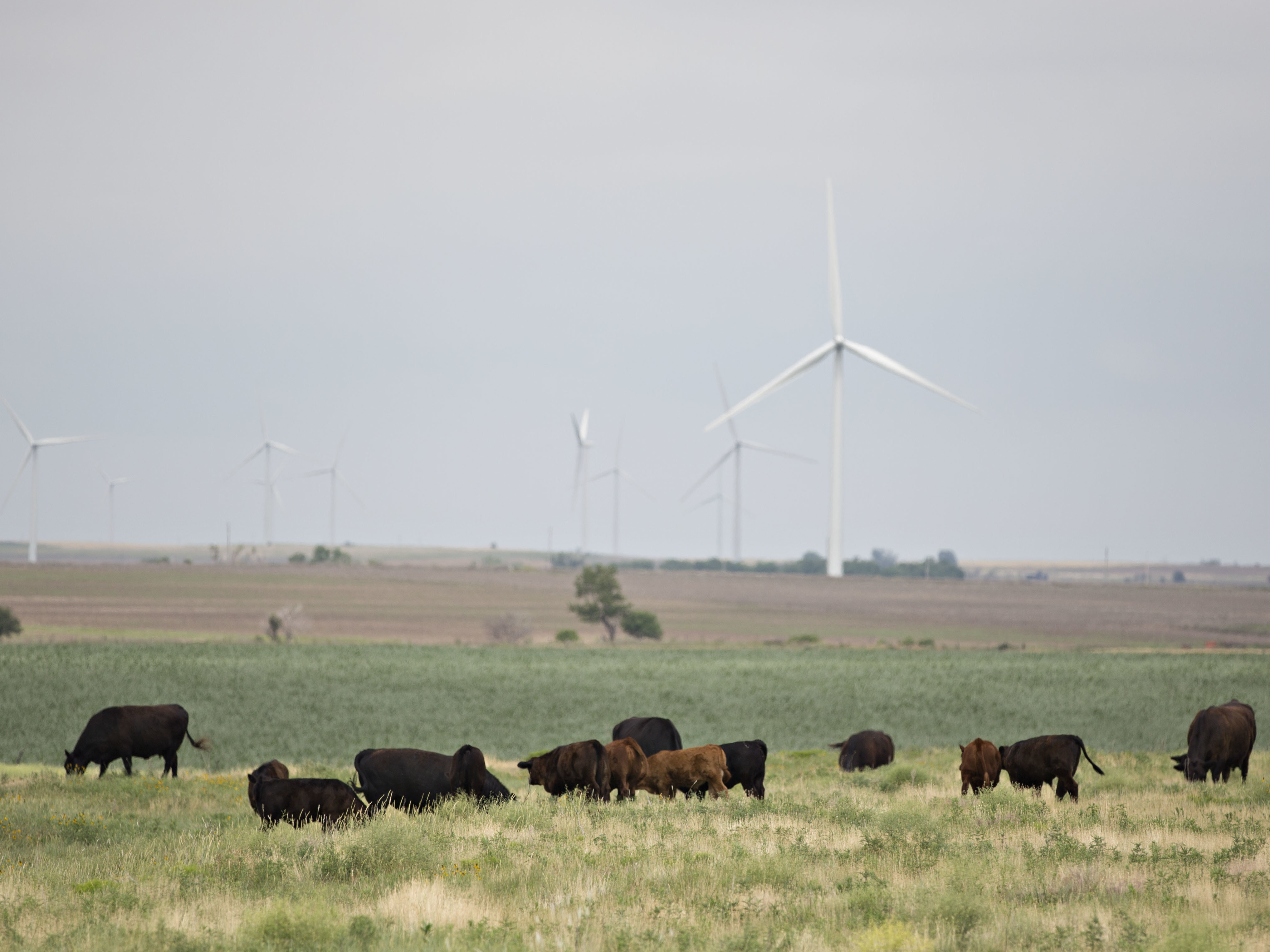 Days of intense heat have killed thousands of cattle in Kansas - Vimarsana News