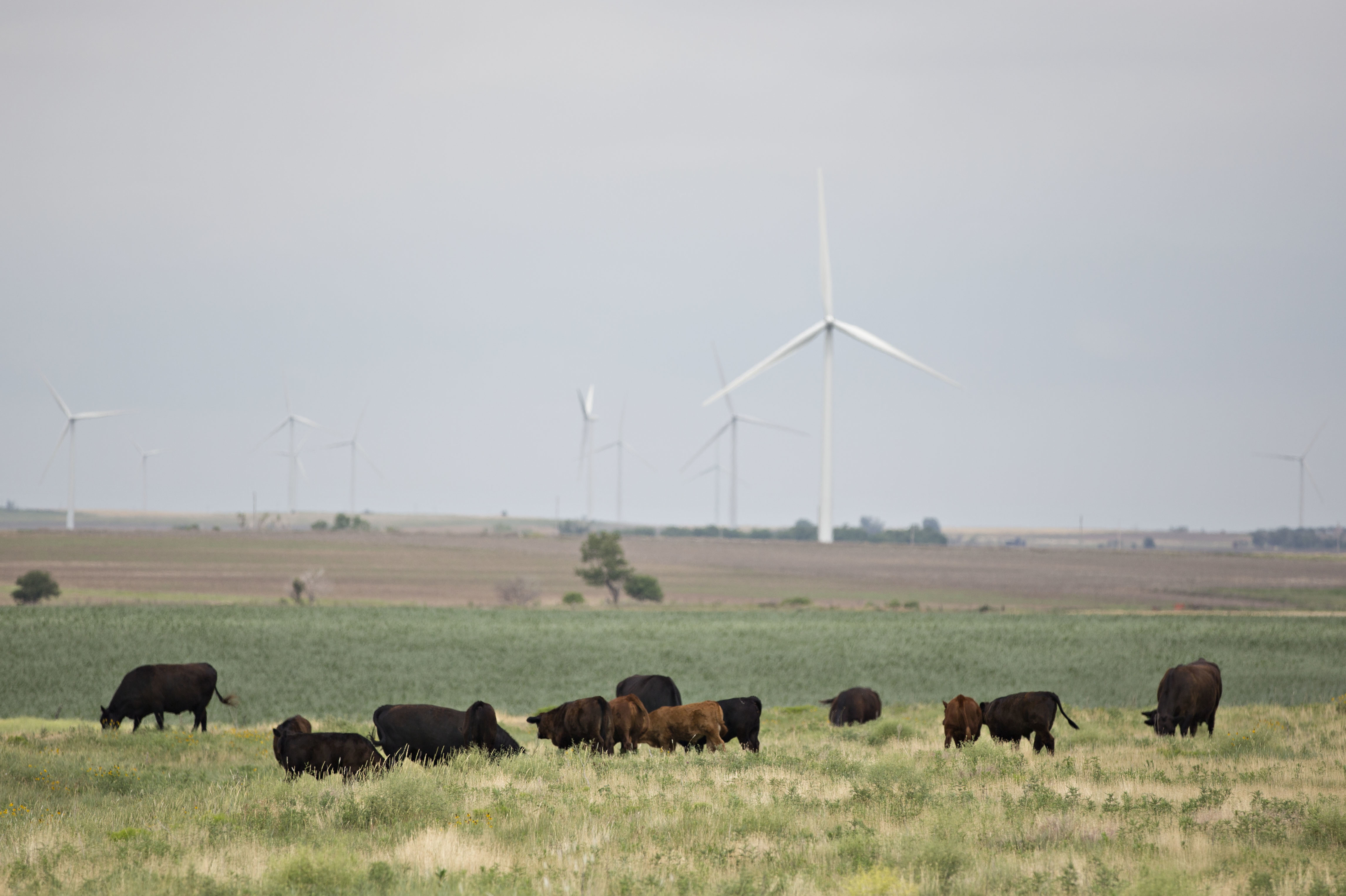 Kansas officials say weather conditions made it hard for cows to cool down in an intense heat wave. Here, cattle graze near wind turbines in Hays, Kansas, in 2017. (Daniel Acker/Bloomberg via Getty Images)