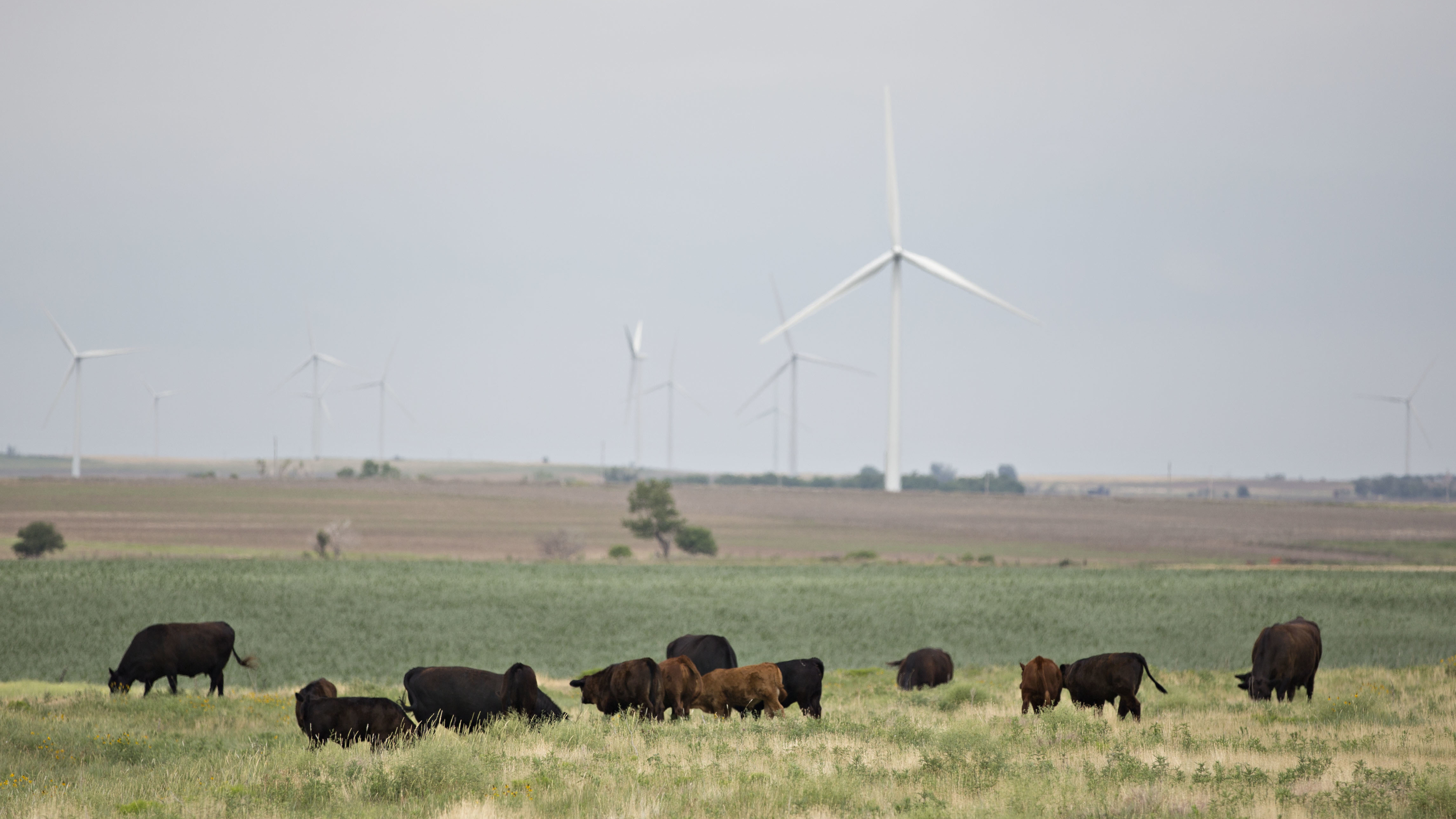 Days of intense heat have killed thousands of cattle in Kansas 