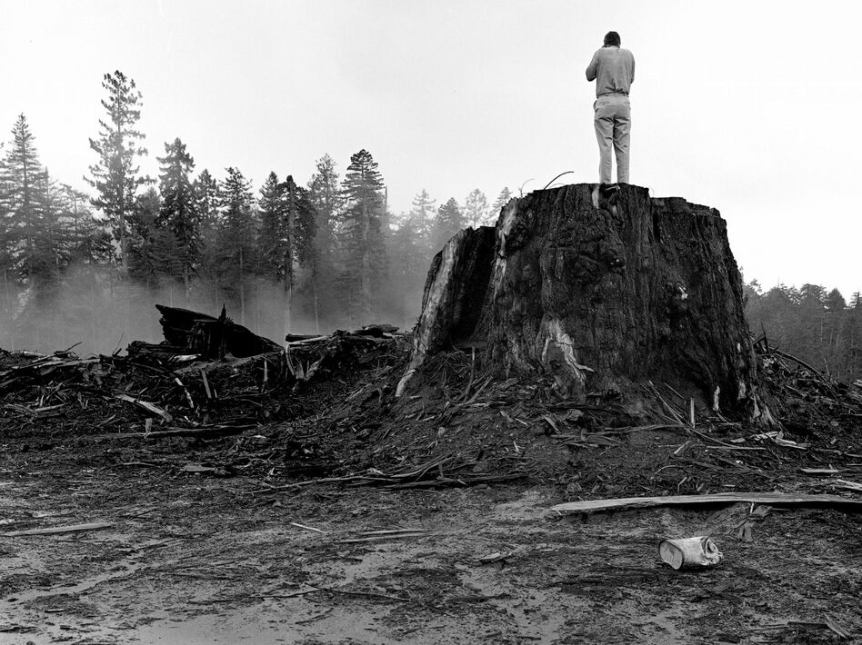Person standing on a logged Redwood stump near Orick