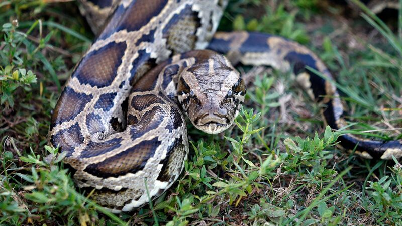 Want to hunt pythons in Florida this summer? This professional has tips