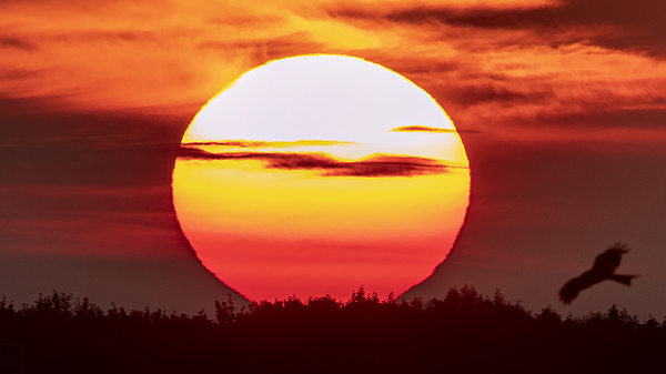 The sun rises as a raptor flies by in Frankfurt, Germany, during the summer solstice of 2019, the so-called longest day on the Northern Hemisphere.