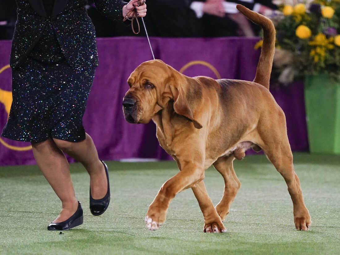 Westminster Dog Show 2024 Winner Bloodhound Rycca Clemence