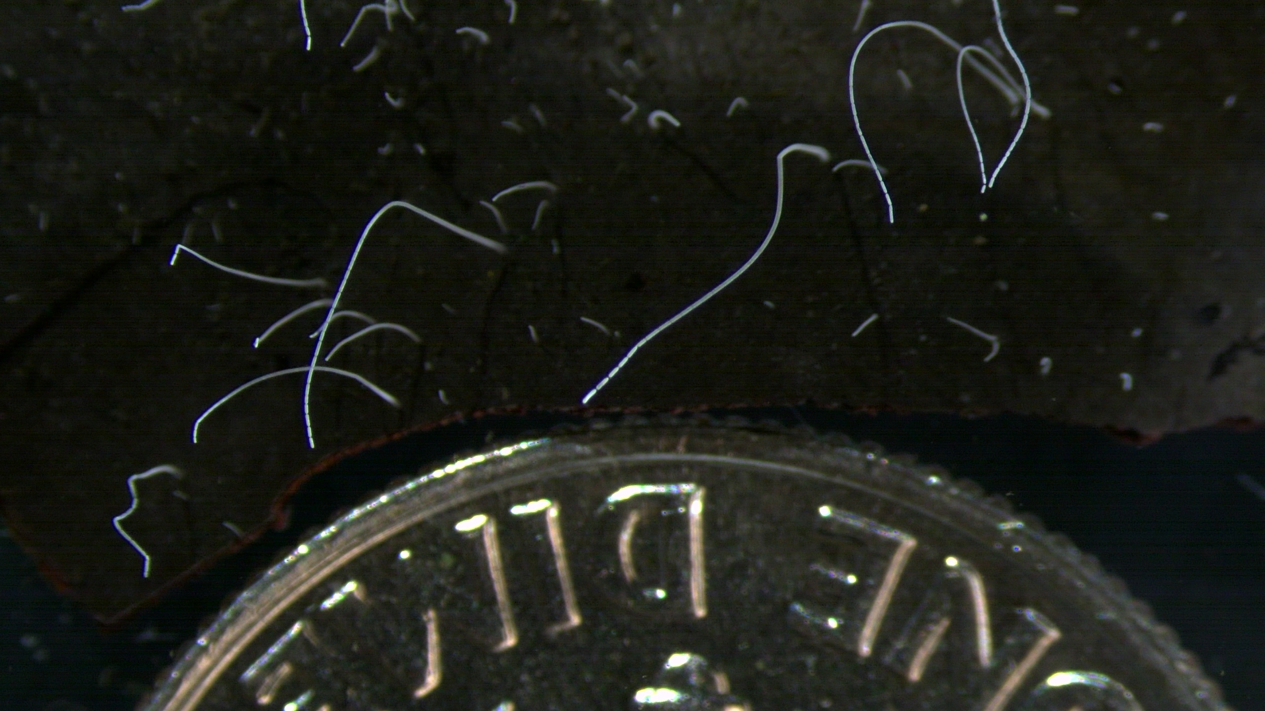 The biggest bacteria ever discovered are the size of an eyelash : NPR