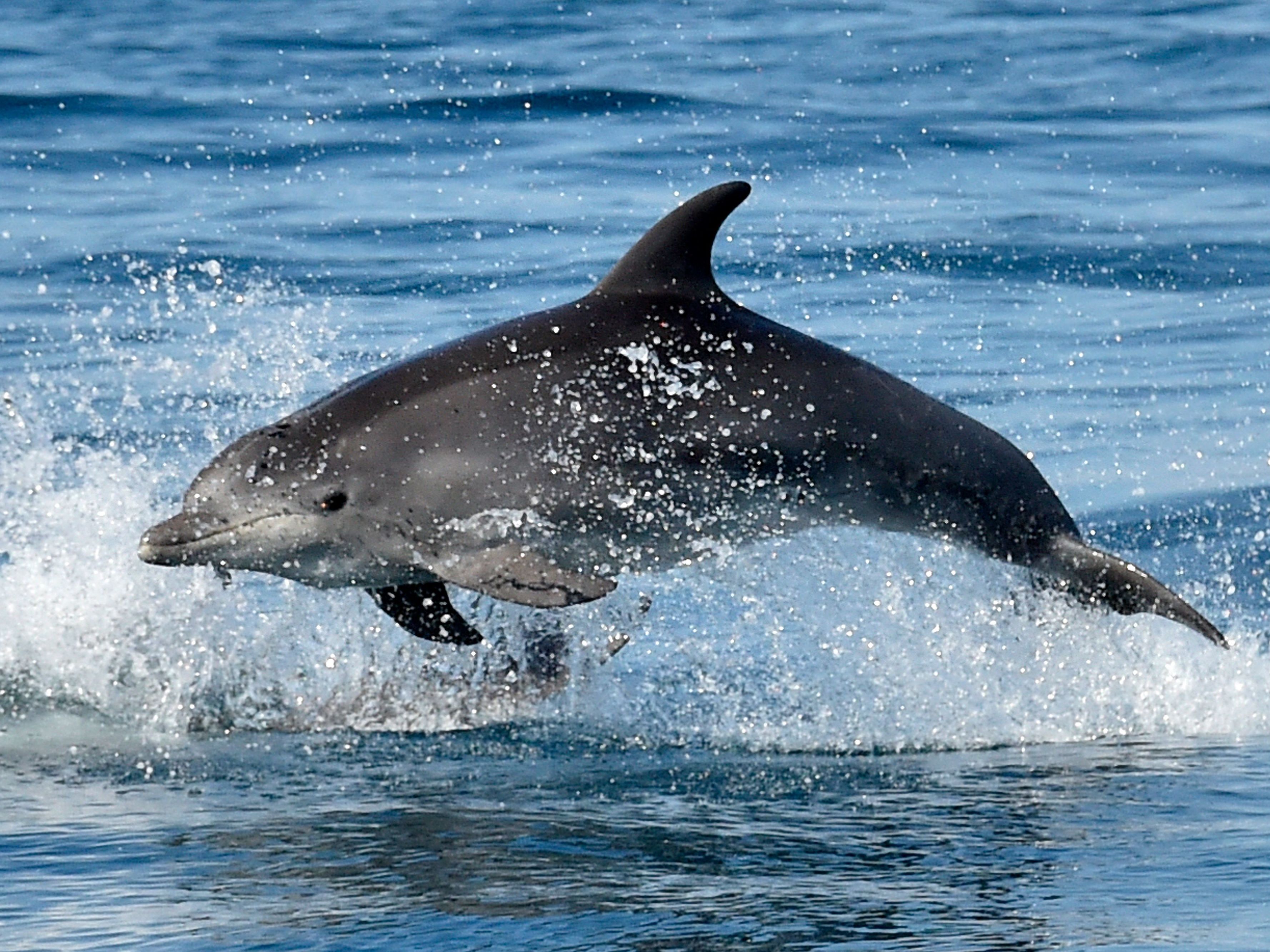 Fresh Air Weekend: The sensory world of animals; Mothering as social change - Vimarsana News