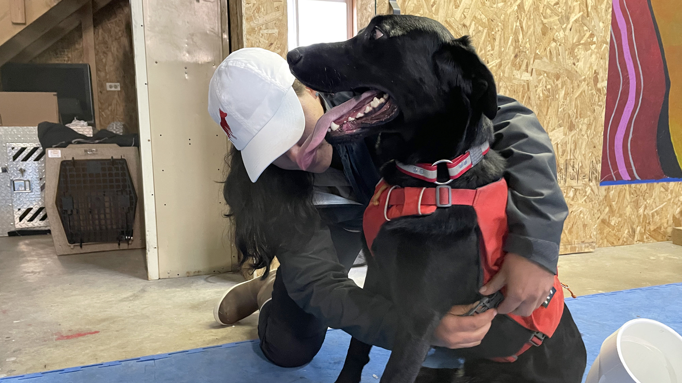 Dogs are sniffing out chronic wasting disease for the Blackfeet Nation : Shots