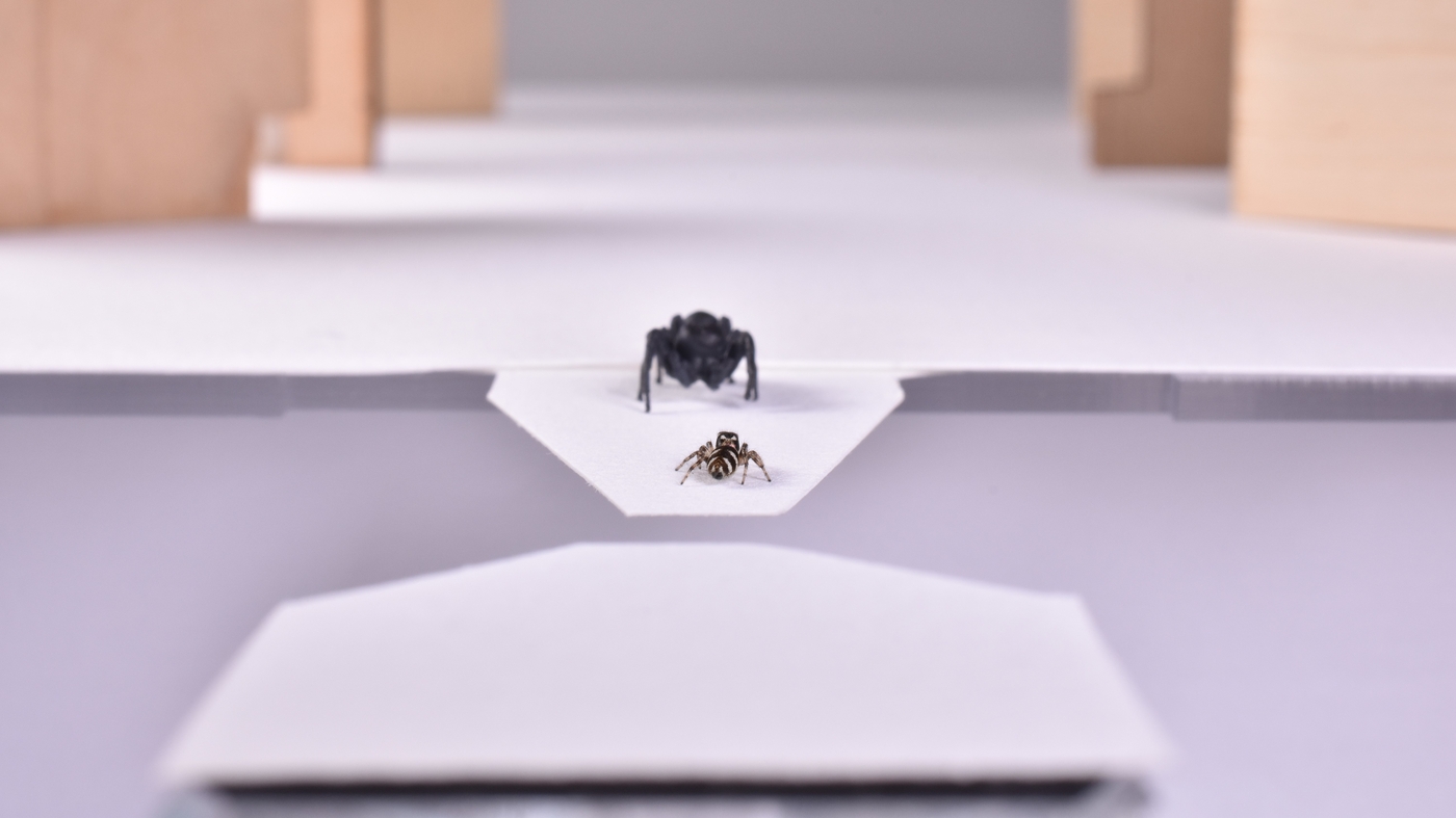 Unveiling The Truth Short Wave On Spiders Ocean Past - g3dfvxp
